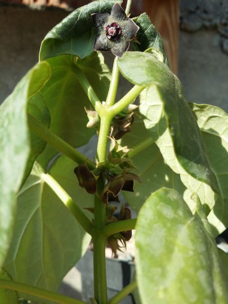  - plantutele mele
