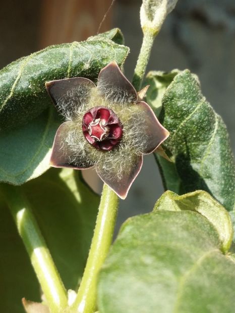  - plantutele mele
