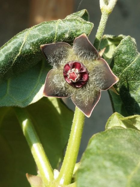  - plantutele mele