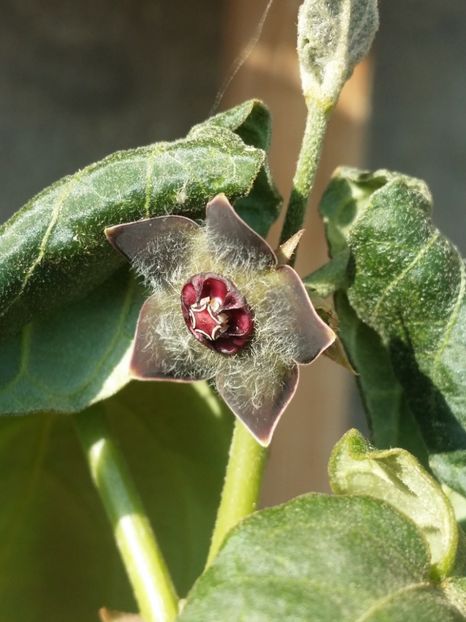  - plantutele mele