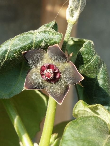  - plantutele mele