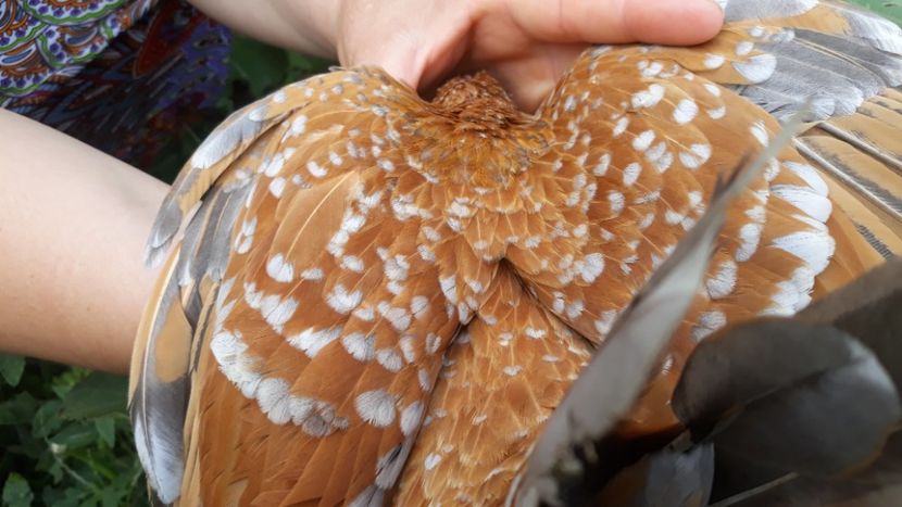  - Sectiunea 1A-Gaini mii de flori -oua si puisori!