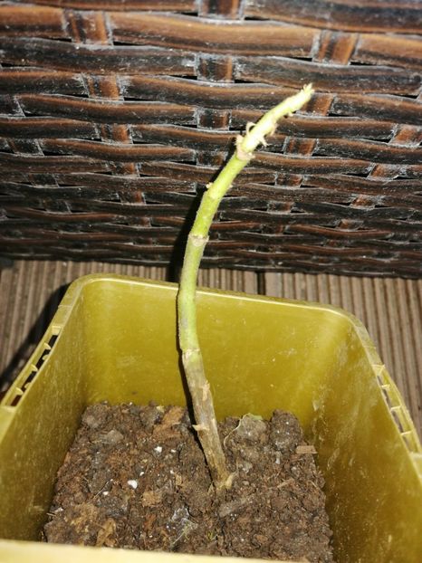  - Muscate cumpărate