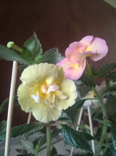  - Yellow English Rose