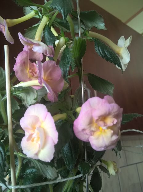  - Yellow English Rose