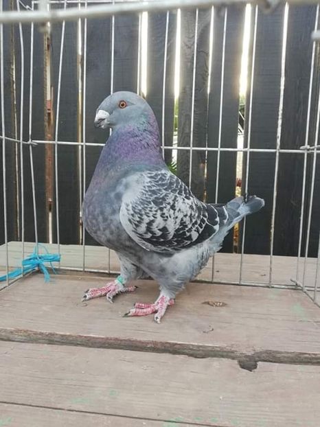 b37e5d11483ce8d50844eff888db9d5d.0 - TINERET 2019