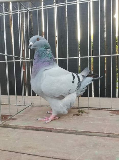1d7c38d1e8f6706969b16482da085d74.0 - TINERET 2019