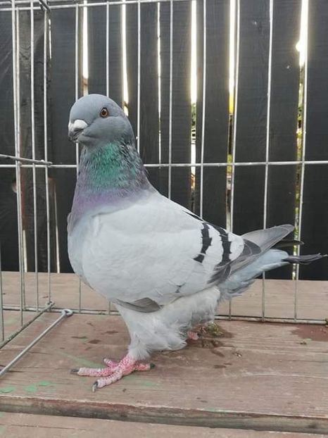 8219043286338288c6ce5326fe5c0497.0 - TINERET 2019