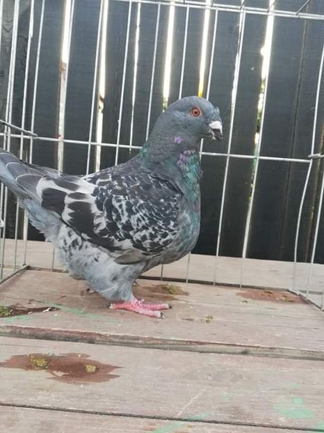 5e116840e1c1f8e6ba2677668781eeb4.0 - TINERET 2019