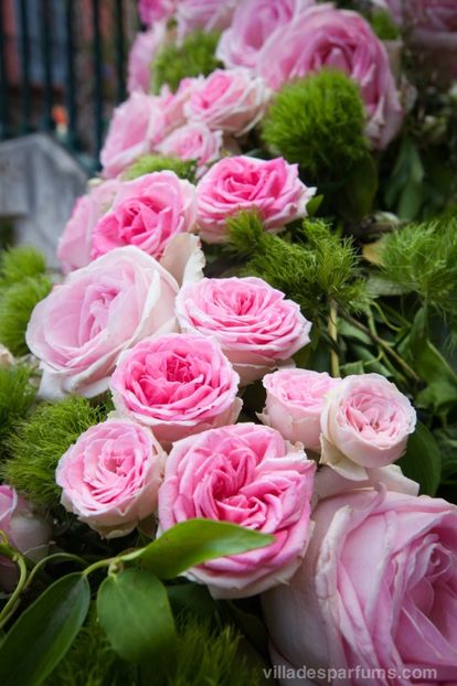 Jasmine -4 - JASMINA