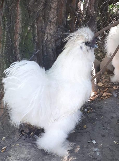 received_905060703208418 - Matase Japoneză 2019