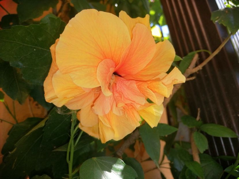  - Hibiscus