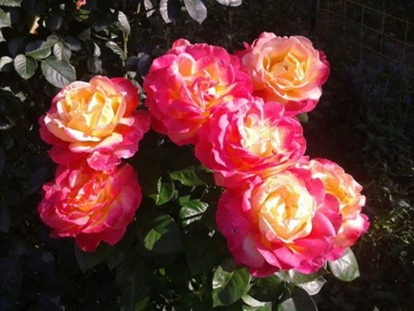 POE - POE ROSES
