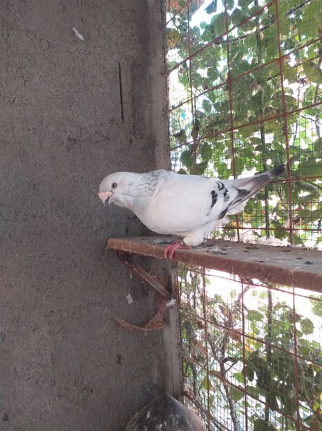 M2016 - masculi abastru de azur 2021