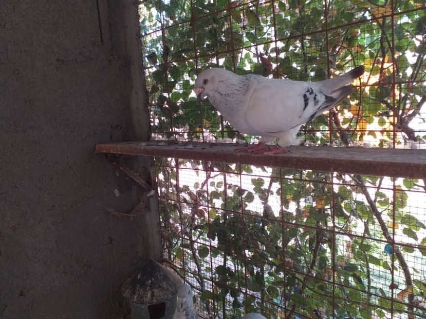 M016 - masculi abastru de azur 2021