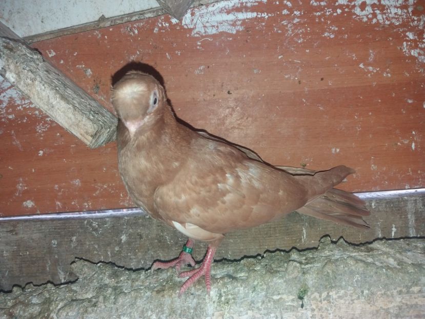 7049  mascul  2019 - Plecați ALBUM 2