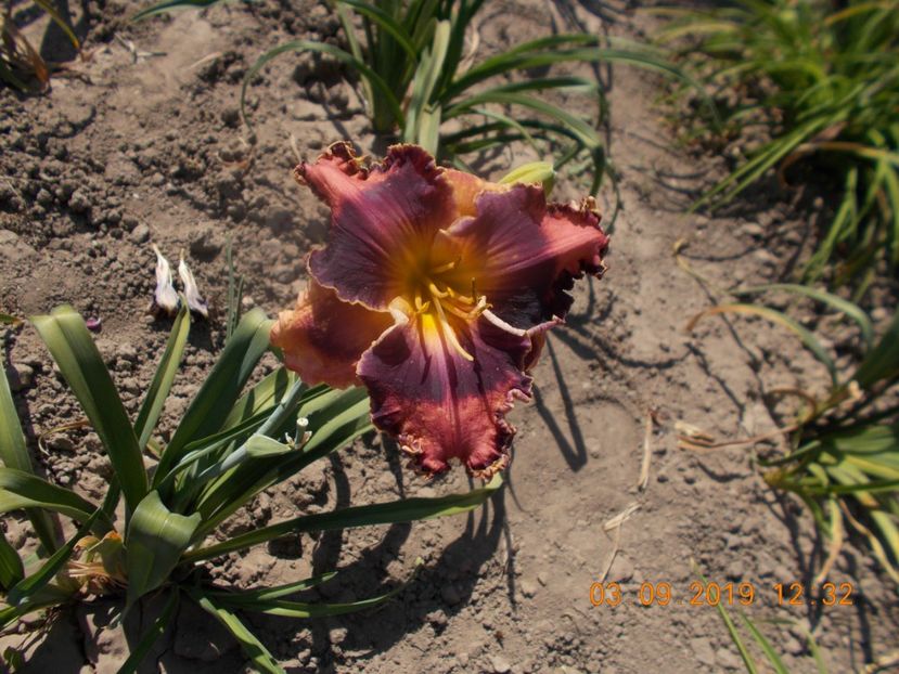  - HEMEROCALLISI-2019