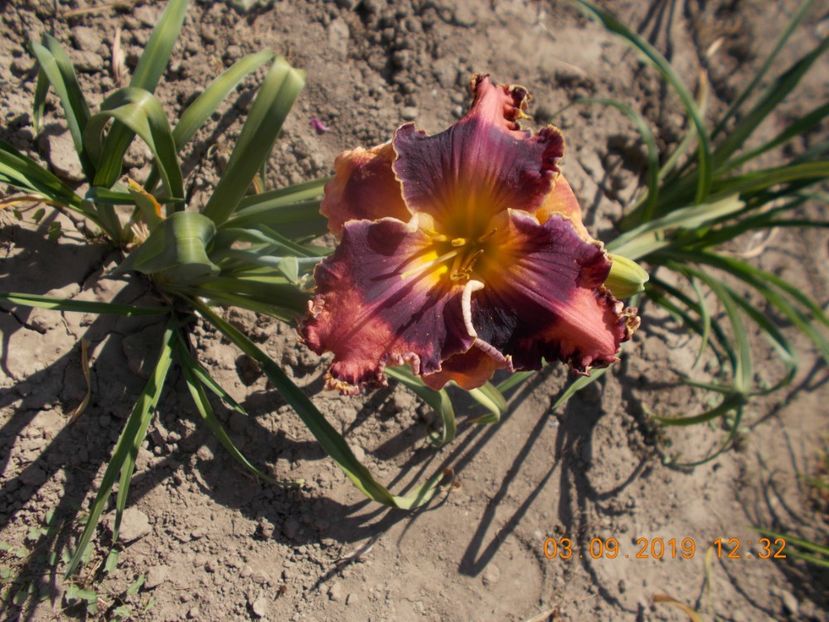  - HEMEROCALLISI-2019