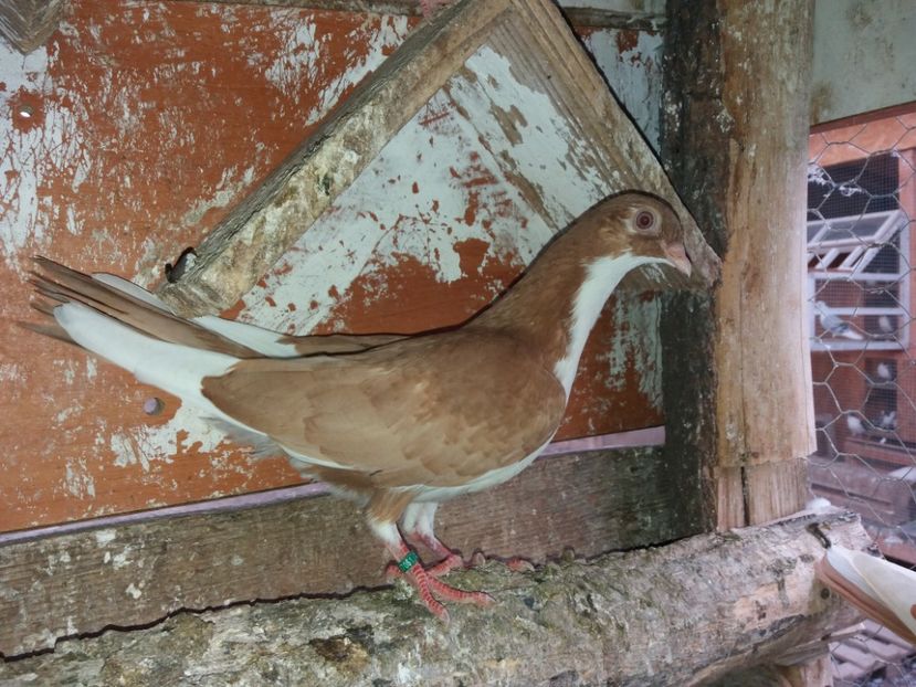 7051  Mascul  2019 - Plecați ALBUM 2