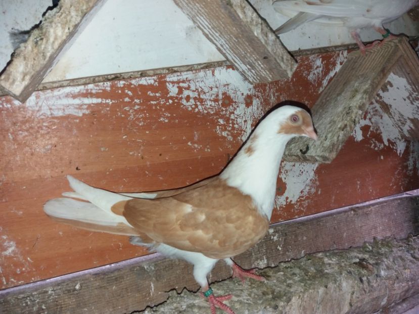 7027  femelă  2019 - Plecați ALBUM 2