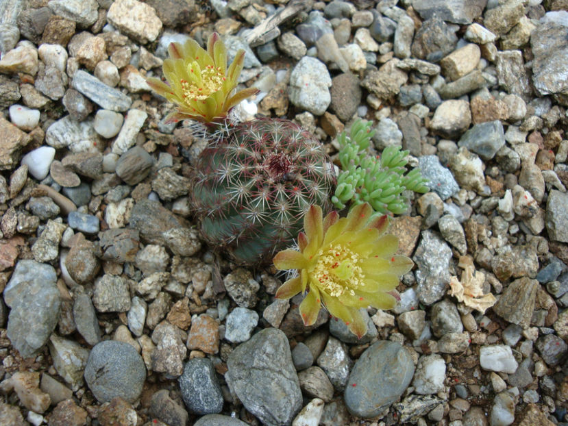 Echinocereus viridiflorus   Engelm.1848 - Genul Echinocereus