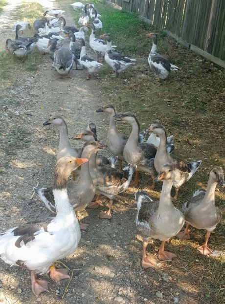  - c-Boboci de Gâscă 2019