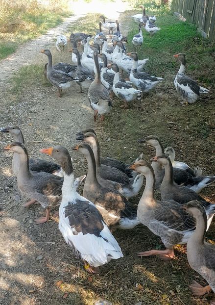  - c-Boboci de Gâscă 2019