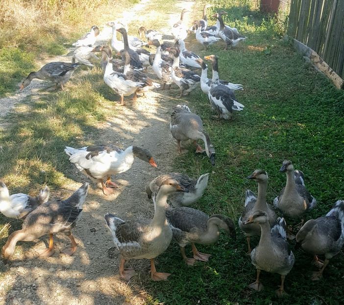  - c-Boboci de Gâscă 2019