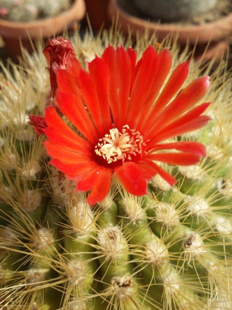  - cactusi 2019