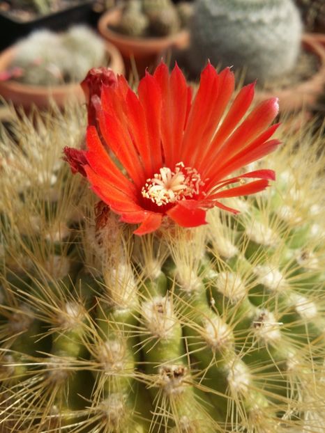  - cactusi 2019