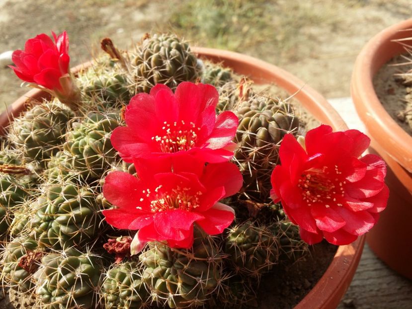  - cactusi 2019