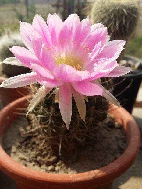 - cactusi 2019