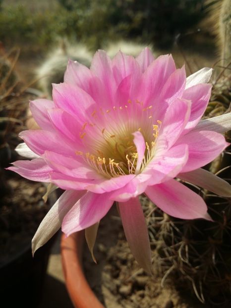  - cactusi 2019