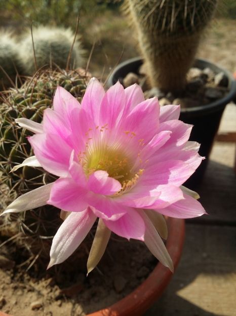  - cactusi 2019