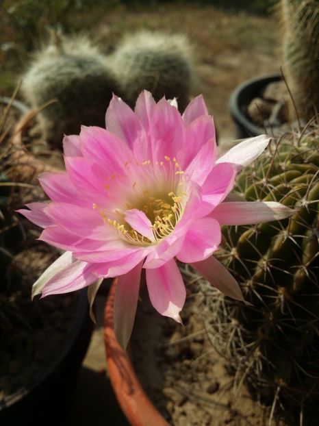  - cactusi 2019