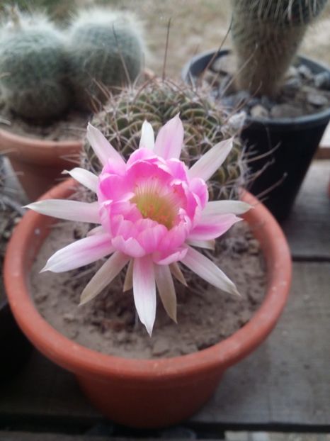  - cactusi 2019