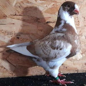 112578601_RJLWLBB - 3---AGH DAȚI 2019 - 2025