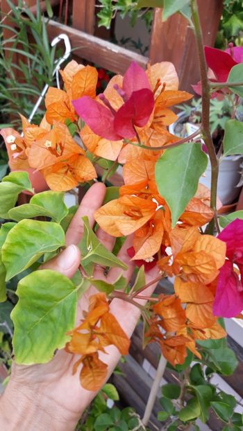  - Bougainvillea