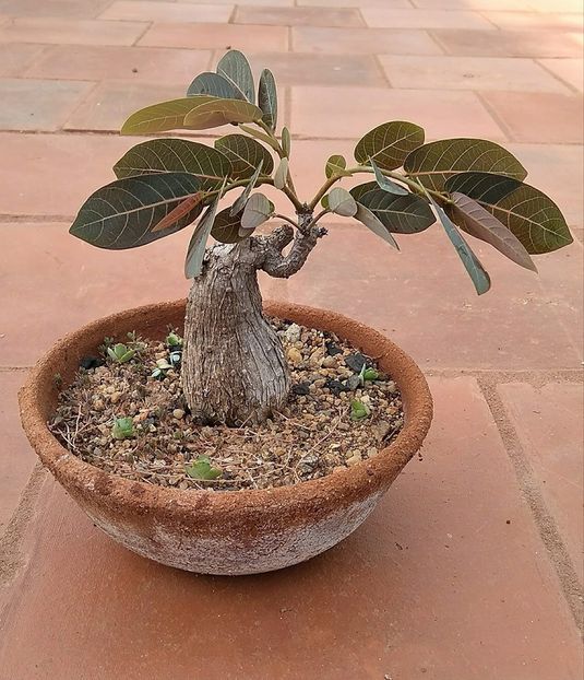 Phyllanthus mirabilis - Vase - aranjamente - accesorii