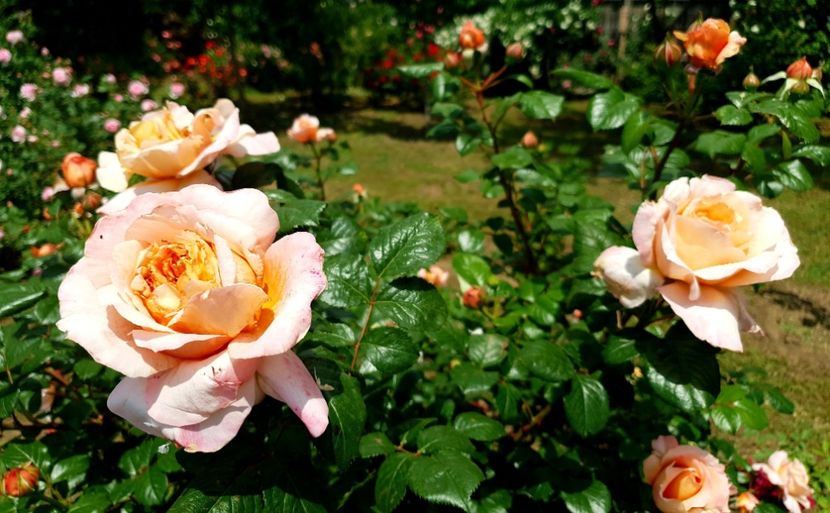 20190719_141610... - capri