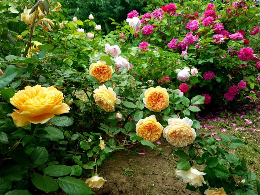 din gradina din spate - crown princess margareta