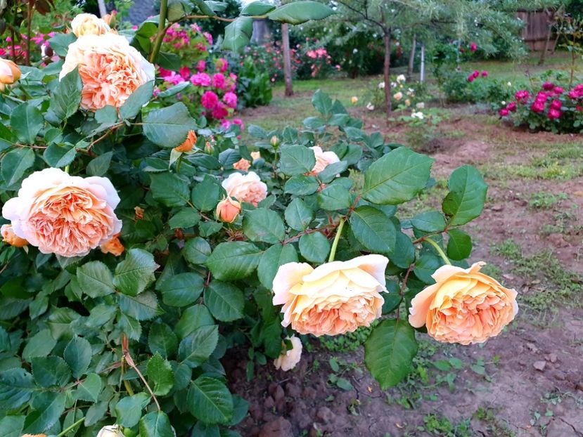  - crown princess margareta