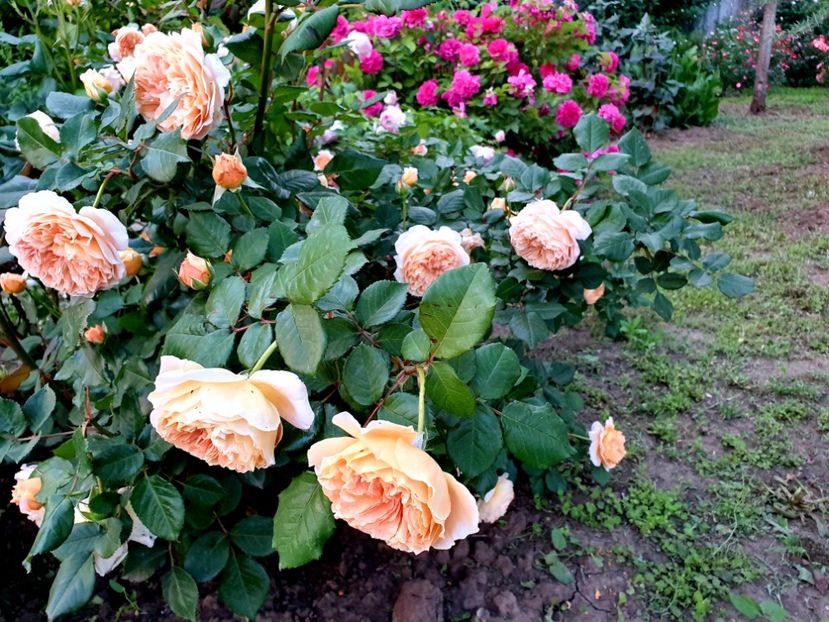  - crown princess margareta