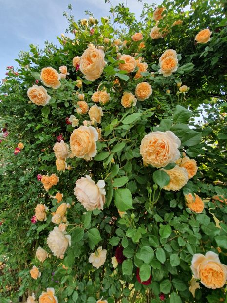  - crown princess margareta