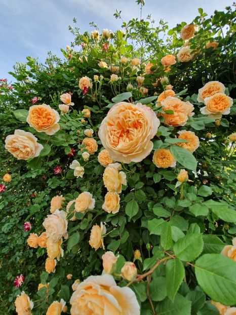  - crown princess margareta