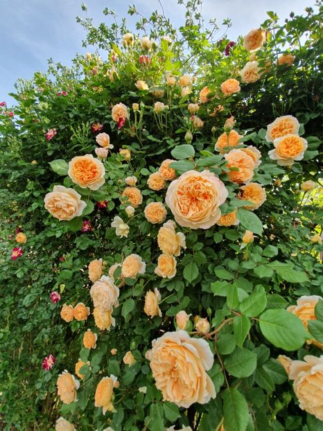  - crown princess margareta