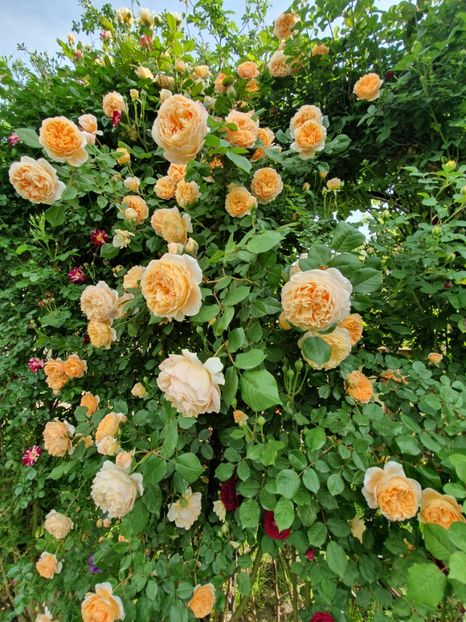  - crown princess margareta
