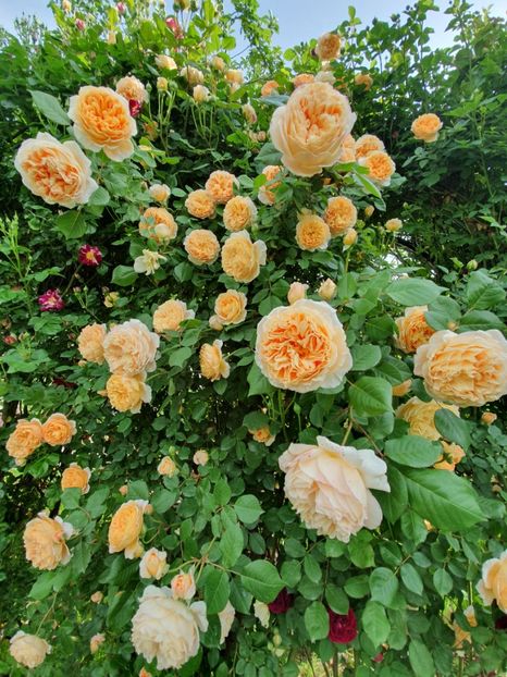  - crown princess margareta