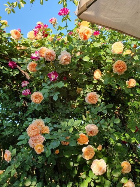  - crown princess margareta