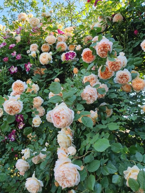  - crown princess margareta